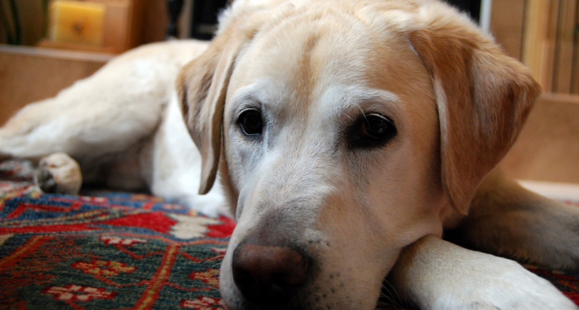 Назван топ-5 пород собак, которые демонстрируют самый высокий уровень эмоционального интеллекта