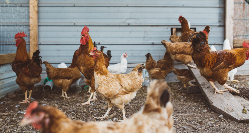 Как обойтись без отопления в курятнике: 4 ложки этого настоя — отличное решение