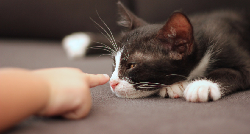 Как кошки ведут себя перед смертью: последние признаки и изменения в поведении