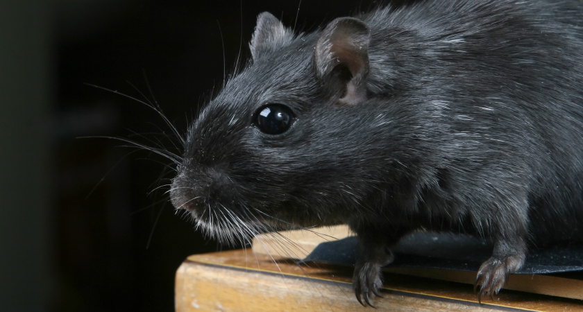 Сад больше не станет прибежищем для крыс: простой приём делает участок неприступным