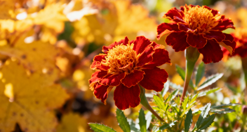 Многолетники, которые можно посеять в начале зимы: декабрь - идеальное время