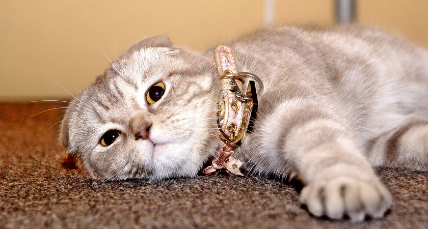 Буква «М» на лбу у кошек: что может означать этот загадочный знак?