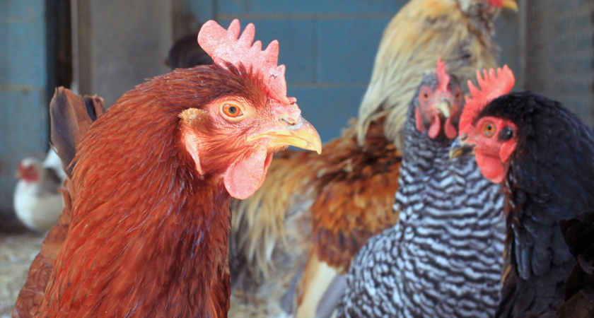 Теперь в курятнике только они - куры Хайсекс Уайт: устойчивый гибрид с высокой яйценоскостью, неприхотливостью и хорошей адаптацией