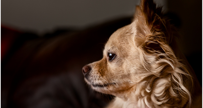 9 лучших пород, которые прекрасно подходят для жизни в квартире