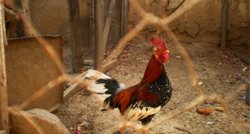 Чтобы курятник зимой стал уютным и комфортным местом для кур несушек – 3 момента нужно учесть