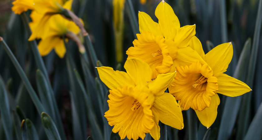 Посейте сейчас - порадуетесь весной: какие многолетники стоит сеять в декабре для прекрасных клумб