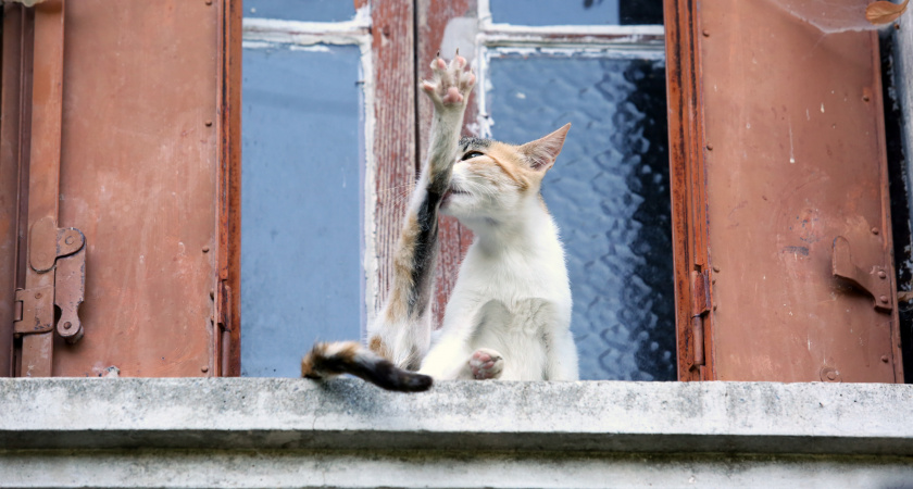 Чем и как кормить бездомных кошек зимой, чтобы спасти им жизнь: их благодарные глаза скажут вам «спасибо»