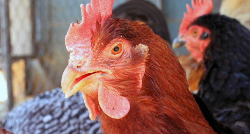 Чтобы курятник зимой стал комфортным жильем для кур несушек – 3 момента необходимо учесть