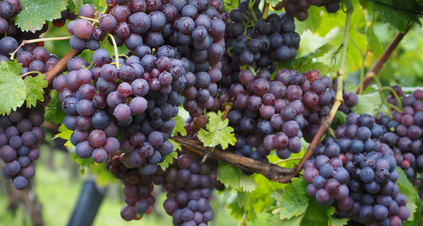 Дачники с севера зря боятся сажать виноград: вот 5 сортов, устойчивых к морозам
