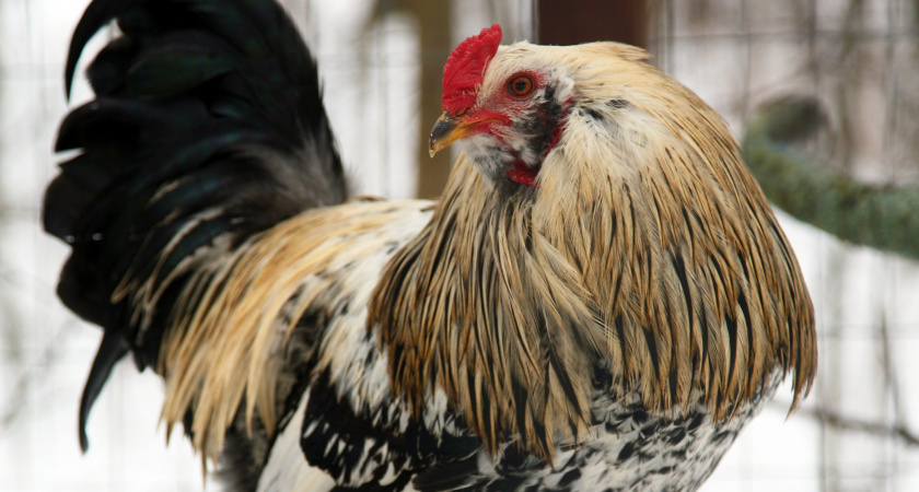 Как обойтись без отопления в курятнике: 4 ложки этого настоя — оптимальное решение
