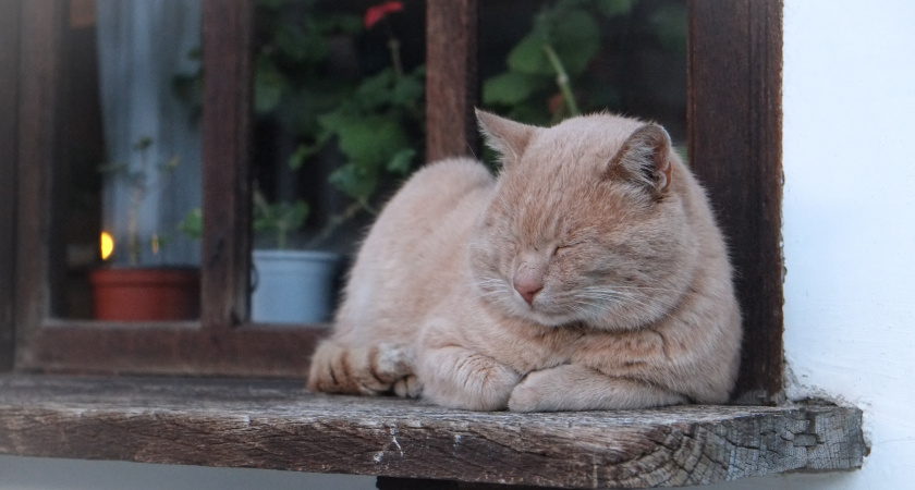 Почему коты любят сидеть на подоконнике: ответ скрывает их дикое прошлое, о котором все забыли