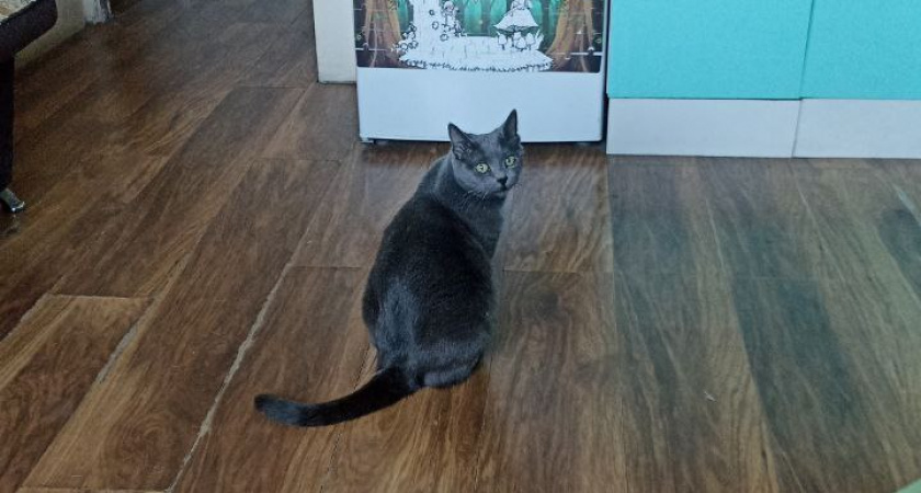 Почему кошка приходит к тем, кто её не любит: что так пугает её в «добрых» людях