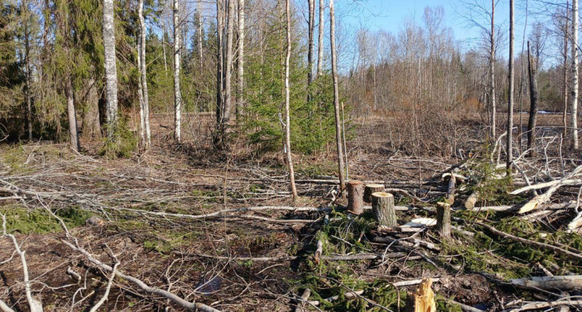 В Вологодской области бизнесмен ответит за крупную незаконную вырубку леса