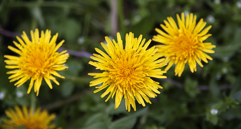 Почему в США не растут сорняки на тротуарах: мы боремся, а они предотвращают их ещё в зародыше