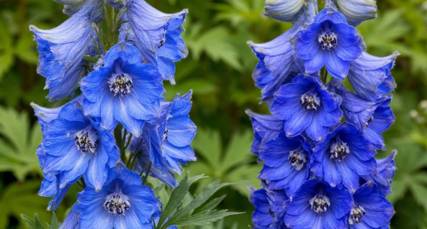 Посейте сейчас - обрадуетесь весной: какие многолетники стоит сеять в декабре для роскошных клумб