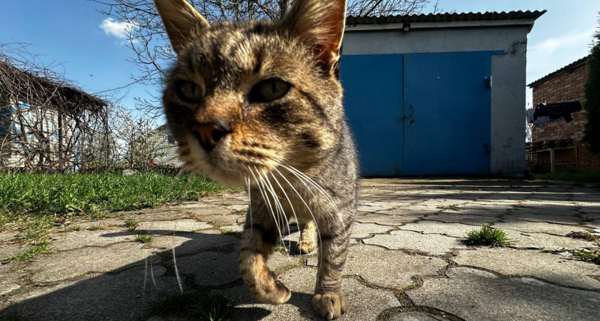Миф о «несчастном котике»: почему зверю на улице может быть лучше, чем у вас дома на диване