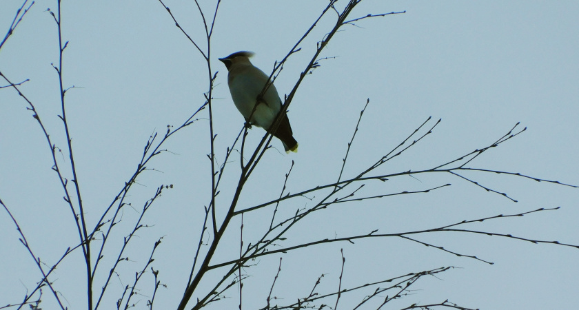 Циклоны принесут в Вологодскую область морозы и гололед