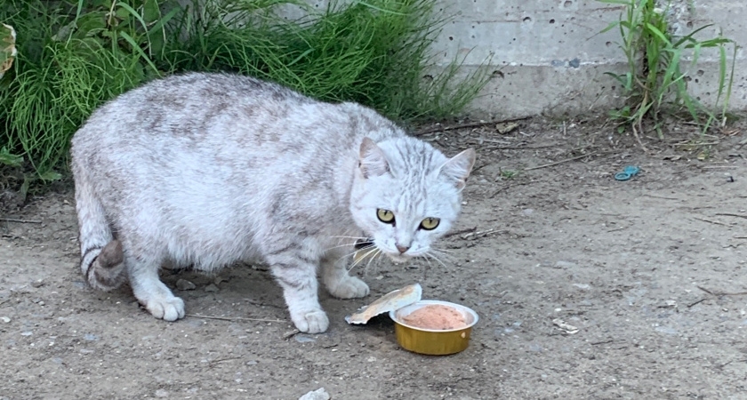 Миф о «несчастном котике»: почему зверю на улице может быть лучше, чем у вас дома на диване