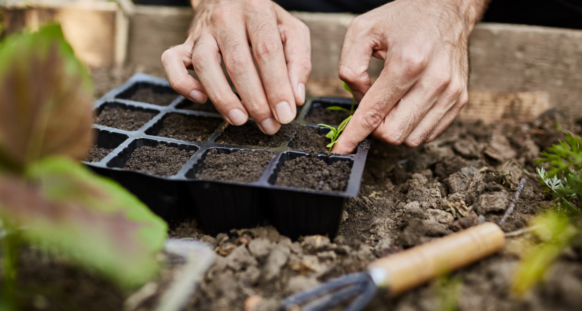 Эти цветы нужно сеять на рассаду в январе