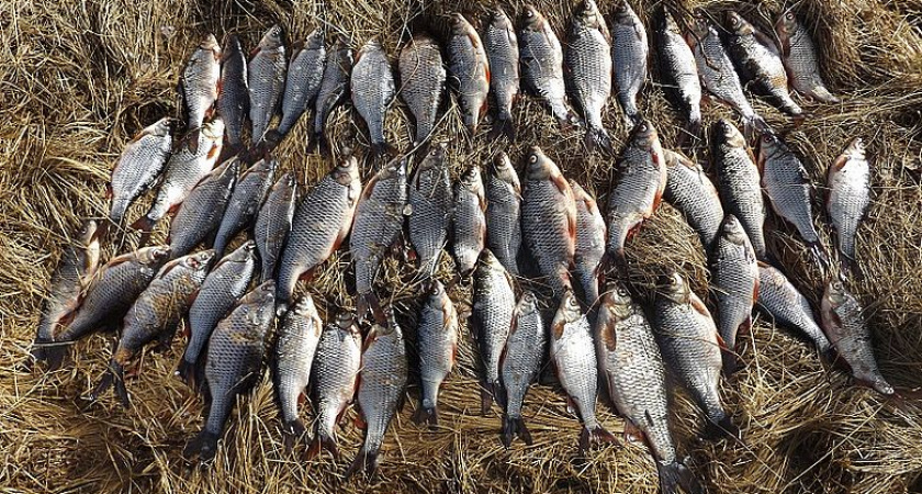 В Вологодской области браконьер лишился лодки за незаконный лов рыбы