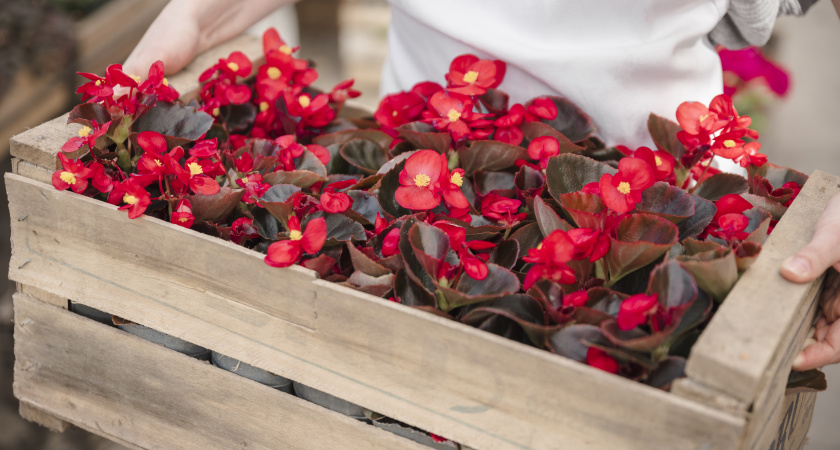 15 цветов, которые я сею в январе: умещаю все в два горшка и получаю плантацию пышно цветущих кустов к маю