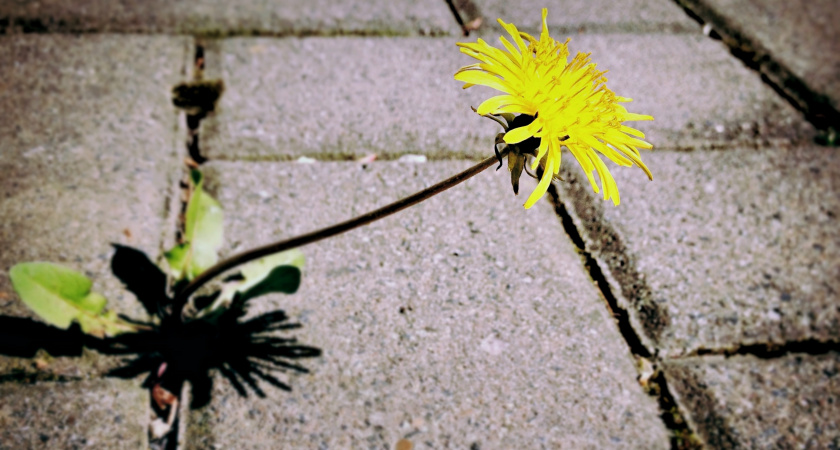 Почему в Штатах нет сорняков на дорожках из плитки: мы боремся, а они предотвращают их ещё в зародыше