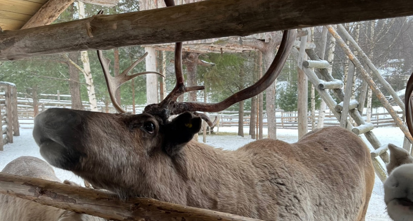 Вологодские специалисты подвели итоги учёта диких животных