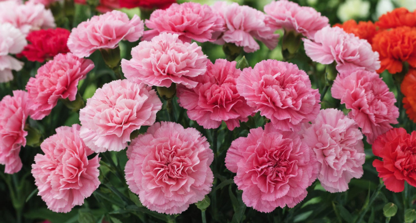 15 цветов, которые я сею в январе: умещаю все в два горшка и получаю плантацию пышно цветущих кустов к маю