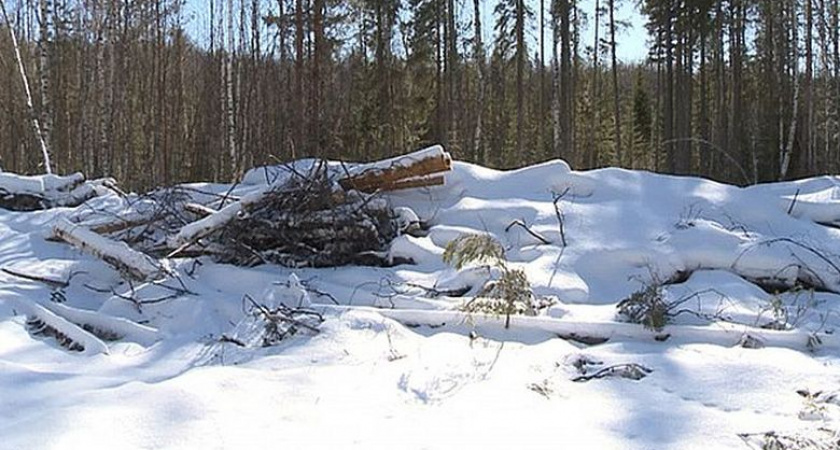 Житель Вологодской области предстанет перед судом за незаконную рубку леса на 22 миллиона