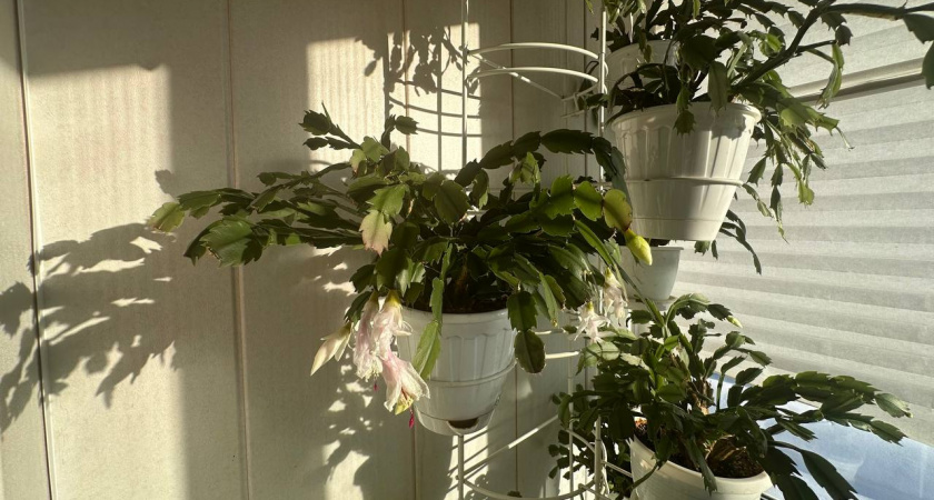 С января по февраль декабристу — первым делом необходимо: 1 ложку в горшок — и цветок ярче всех огней мира