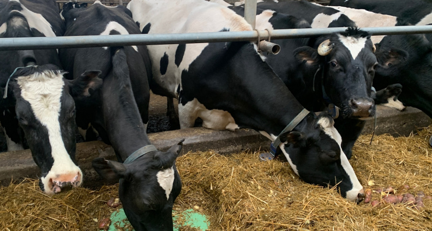 Вологодские буренки установили исторический рекорд по надоям в 2025 году