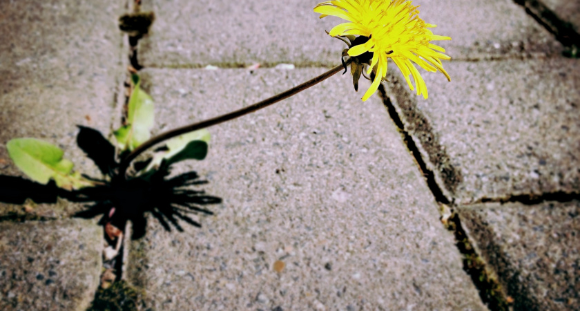 Почему в США нет сорняков на плитке: мы боремся, а они предотвращают их ещё в зародыше