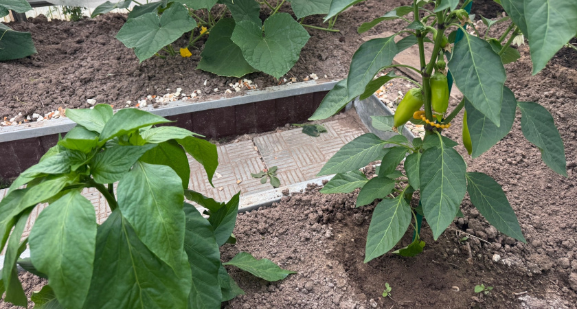Когда оптимально сеять перец на рассаду в январе: благоприятные дни по лунному календарю и важные нюансы