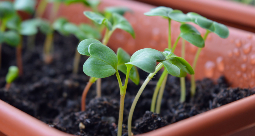 Уже в январе: какие овощи надо сеять на рассаду для раннего урожая