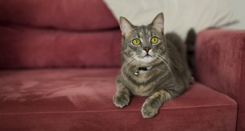 Эти знаки подают кошки перед приходом в дом большой беды - будьте начеку