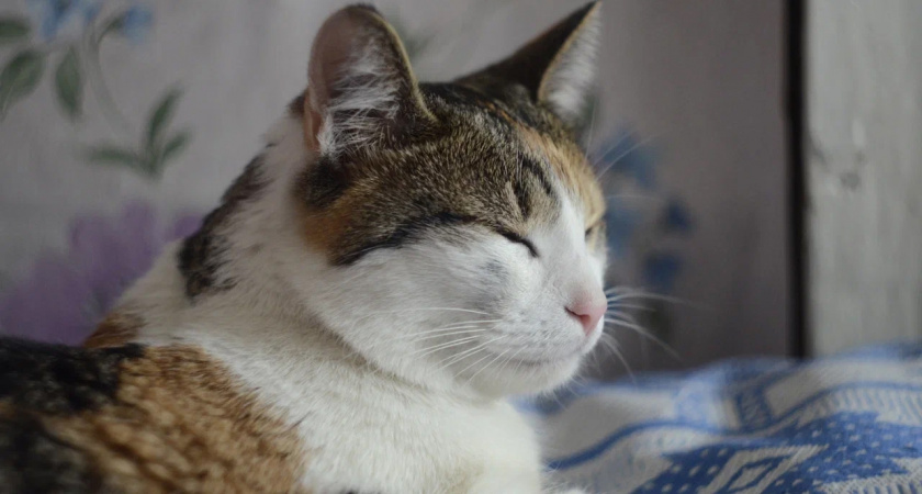 Как понять, что кошка вас «уважает» — далеко не каждый хозяин такое видит: объяснение ученых