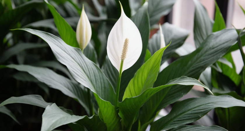 1 щепотка в воду: как спровоцировать цветение спатифиллума – достаточно просто поливать этой добавкой