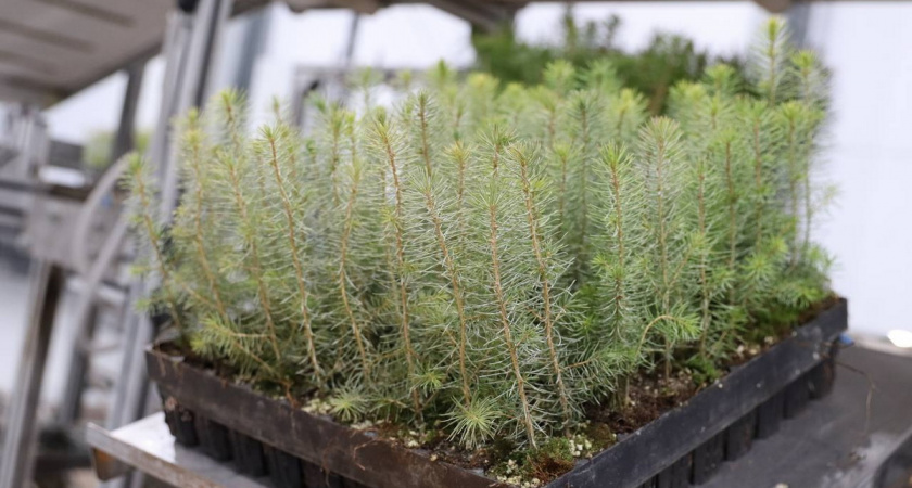 Вологодская область вошла в пятерку лучших регионов по восстановлению лесов