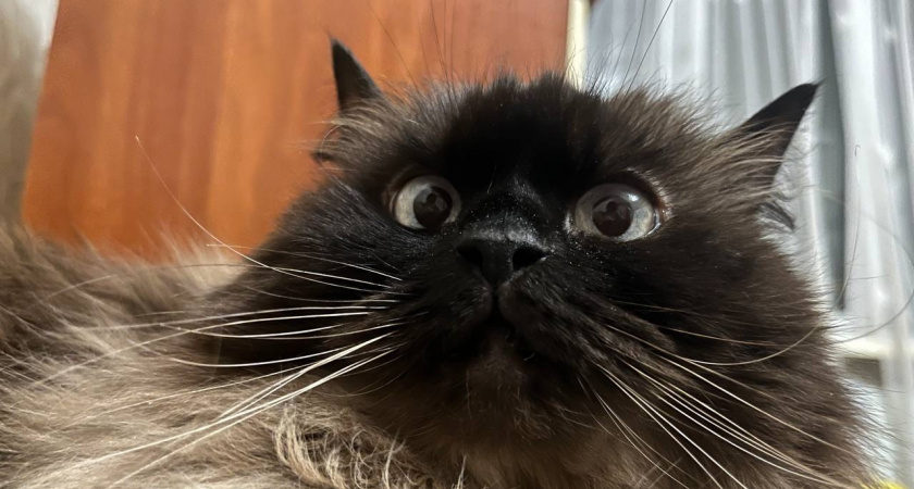 Эти знаки подают кошки перед тем, как в дом постучится беда