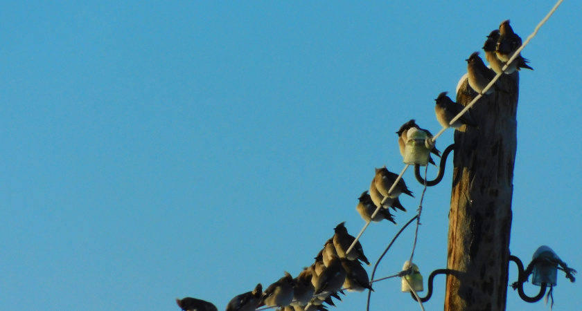 Рабочая неделя в Вологодской области начнётся с мороза и сильного ветра