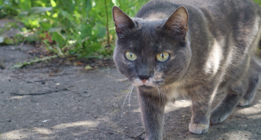 Миф о «несчастном котике»: вот почему зверю на улице может быть лучше, чем у вас дома на диване