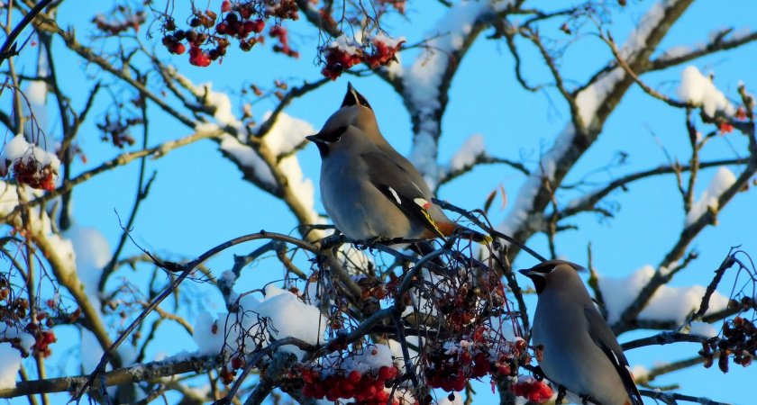 Синоптики предупредили о резком похолодании в Вологодской области