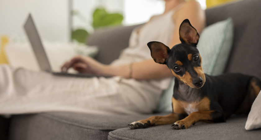 Истинная причина, почему собаки пялятся в телевизор: исследователи раскрыли долгожданную правду