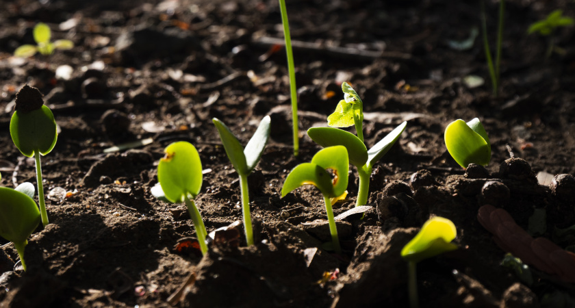 Всего полстакана — и рассада взошла на 40% быстрее: томаты стоят, как солдаты на плацу 