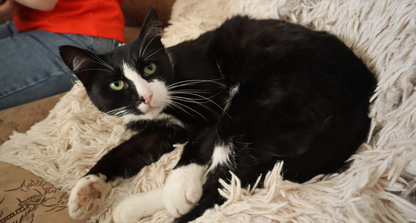 Почему кошки "бодают" человека: 6 причин о которых мы даже не догадывались