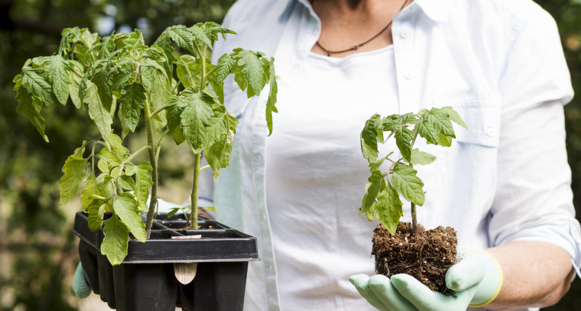 Когда надо сеять перцы и баклажаны на рассаду в 2026 году: полный календарь по Луне