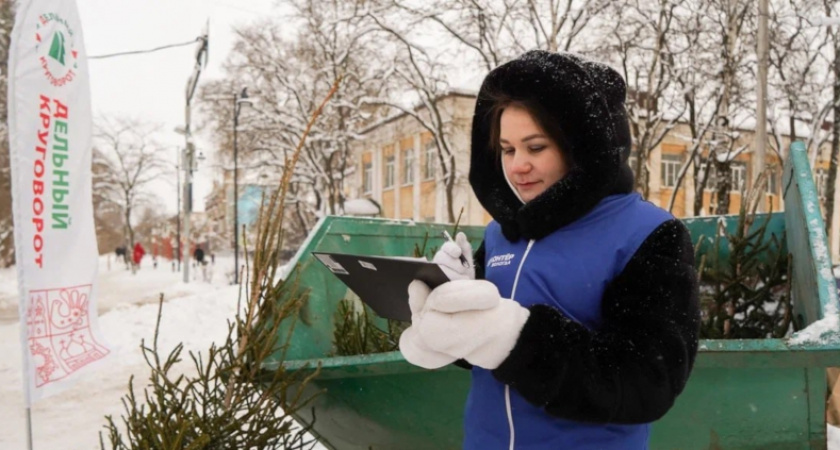 Вологжане сдали свыше 300 новогодних ёлок для экопереработки