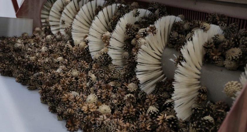 В Вологодской области готовят семена для будущих лесов