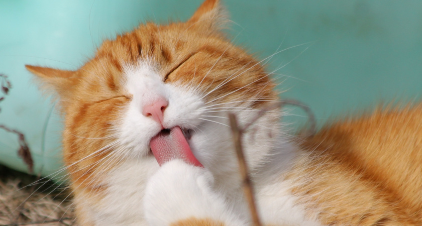 Разряд тока вместо ласки: почему кошка бьёт электричеством и какие ошибки в уходе вы допускаете -  запомните раз и навсегда