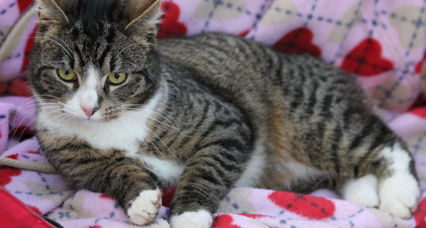 Почему кошки смотрят в пустой угол или пустоту: вот что они хотят увидеть - человеку такое видеть не дано